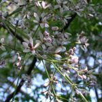 センダン(栴檀) センダン(栴檀)