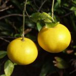 安藤みかん 安藤みかん